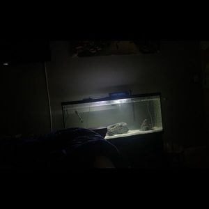 55 Gallon fish tank with everything you need.